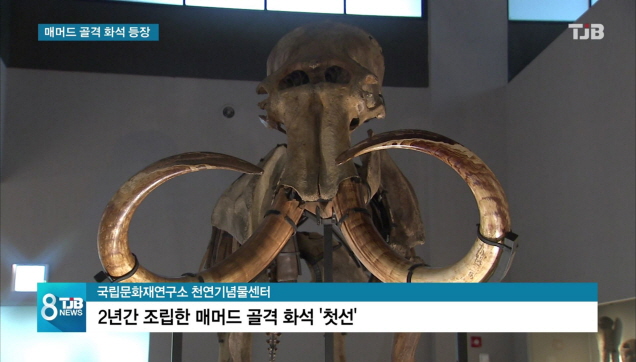 [리포트]  만년전 한반도를 거닐던 매머드 모습은?