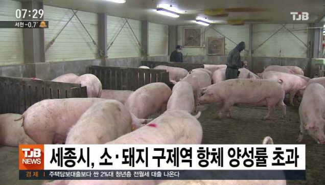 세종시, 소ㆍ돼지 구제역 항체 양성률 초과