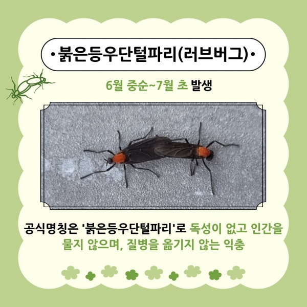 여름철 불청객, '동양하루살이' & '러브버그' 이렇게 대처하세요!