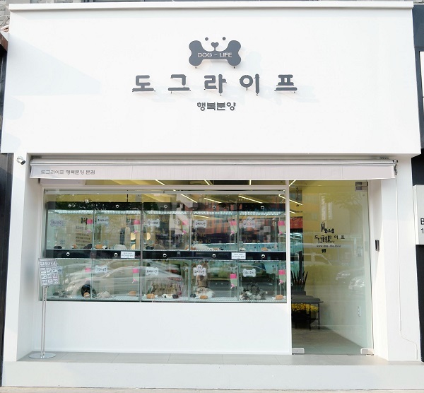 대구강아지분양 전문 도그라이프 3월 20~80% 할인 이벤트