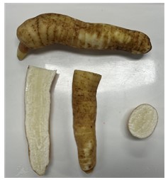 천마 유용한 추출물 대량 생산기술 나와