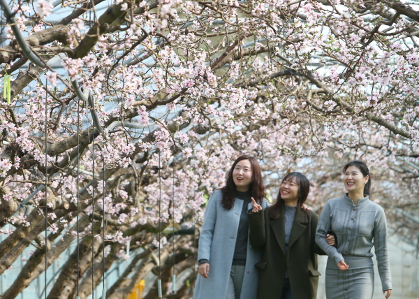 청도 복숭아꽃 터널, 하우스 안 분홍 세상!