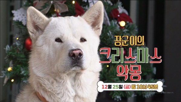 [세상에 나쁜 개는 없다] 보령의 송곳니 맹수견 장군이 크리스마스 악몽