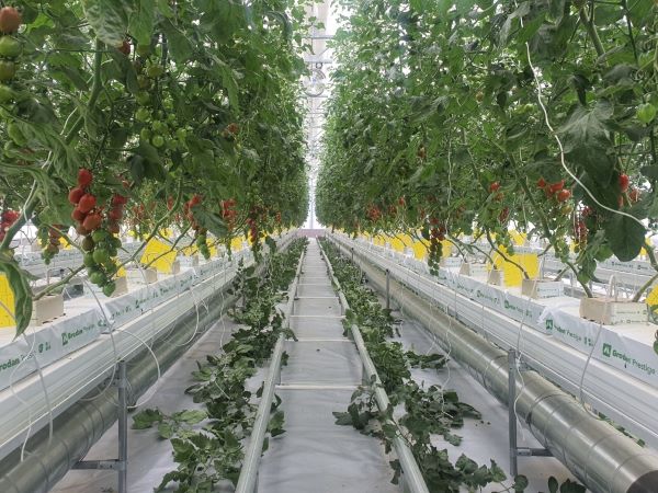 용인시, 내년 시설원예 농가 60여 곳에 농가당 최대 5000만원 지원