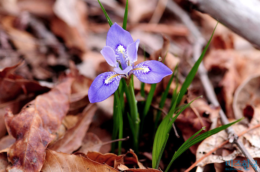[들꽃나들이] 수줍고 여린 보랏빛 사랑