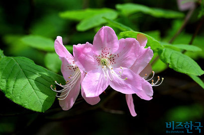 [들꽃나들이] 수로부인에게 바친 헌화가 속 그 꽃