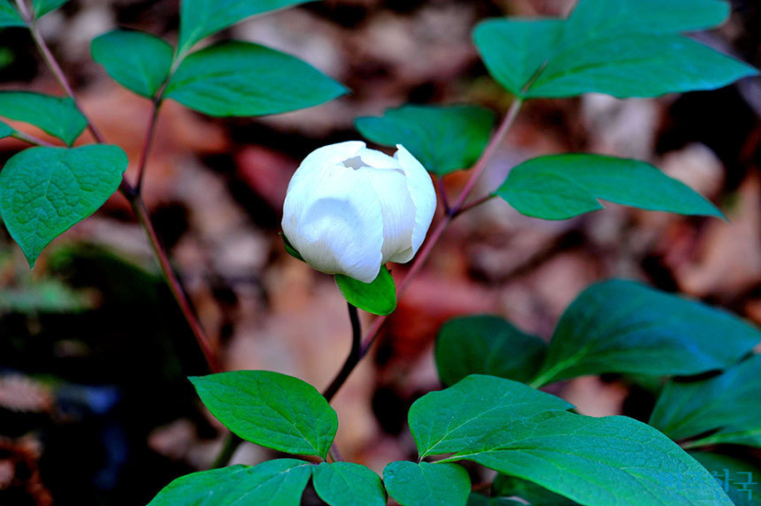 [들꽃나들이] 길 잃은 숲에서 만난 기품 있는 꽃