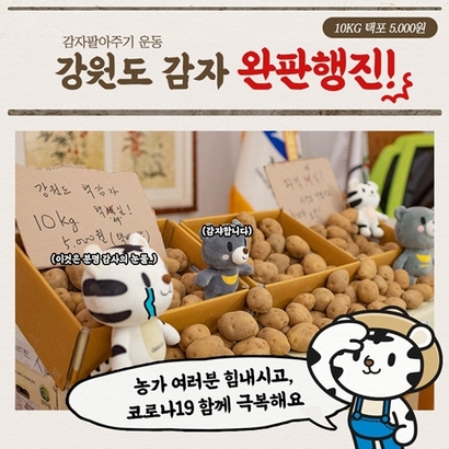 강원도 감자 완판으로 드러난 감자값의 비밀