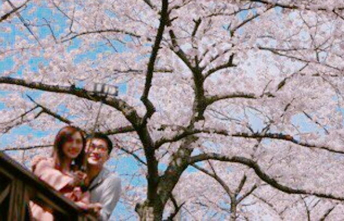 분홍 솜사탕처럼 활짝 핀 진해군항제 벚꽃 (사진 7장)