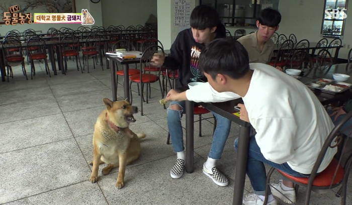 주인에게 버려진뒤 대학생들에게 간식 얻어먹는 금돼지 (영상)