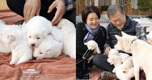 청와대서 키우는 풍산개 '곰이'가 꼬물이 6마리를 낳았다