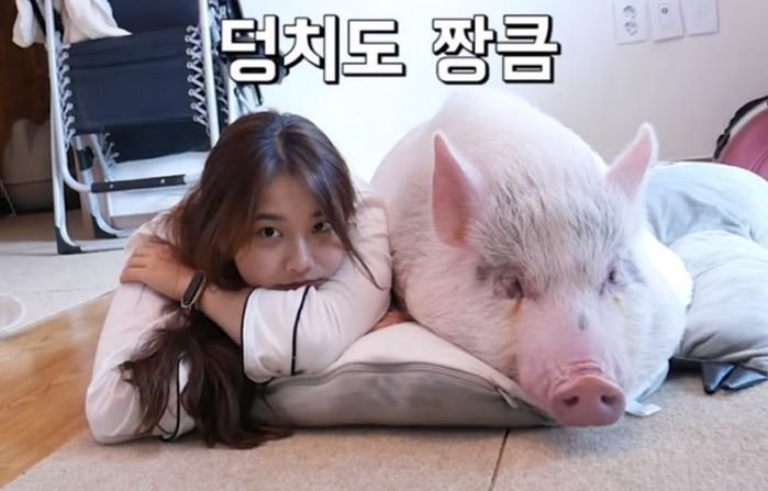 고소미 과자 먹으며 악플 읽는 유튜버 꿀꿀선아 (영상)