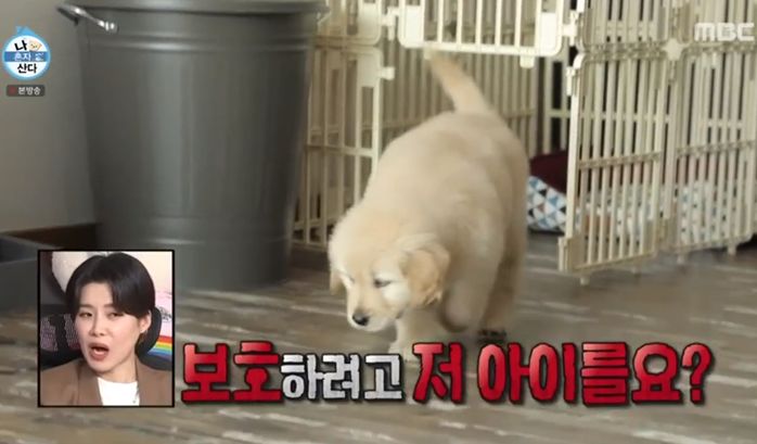 고라니 울음소리 무서워 반려견 몰리 키운다는 로건리 박은석