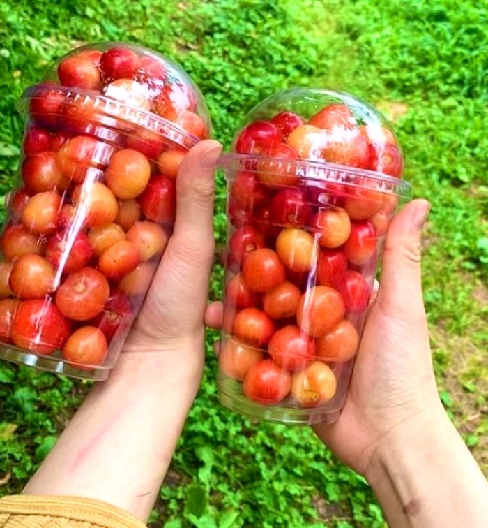 새콤달콤 체리 마음껏 먹으며 데이트할 수 있는 체리 농장