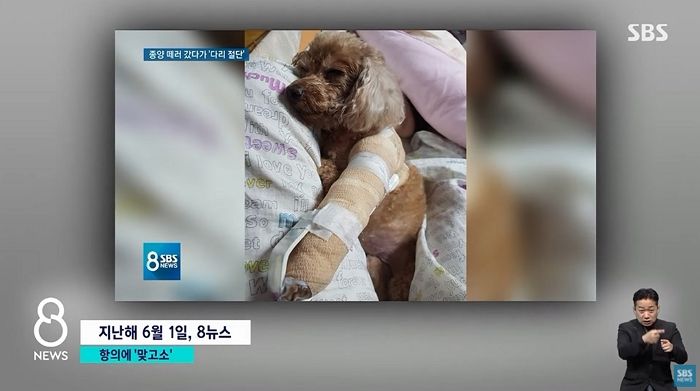 동물병원이 반려견을 하루에 170회 치료했다며 3천만원을 청구했습니다