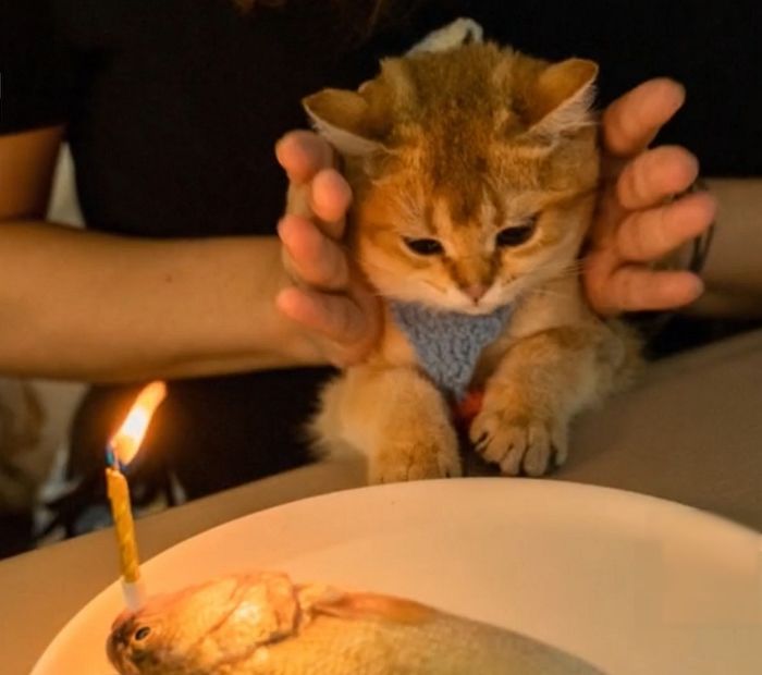집사가 생일날 깜짝 선물해 준 생선 케이크보고 깜놀해 눈 동그래진 고양이