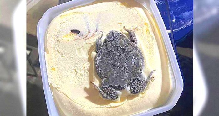 아이스크림을 샀더니 꽁꽁 언 두꺼비가 통째로 들어있었습니다