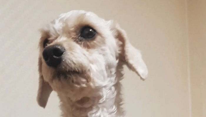 살날이 얼마 남지 않았어요, 장군이 부탁합니다...길거리 방황하던 푸들 목에 걸린 쪽지