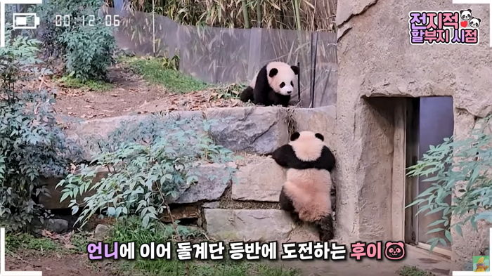 푸바오 언니 닮았는지 방사장 첫 나들이부터 월담에 관심 보이는 장꾸 후이바오 (영상)