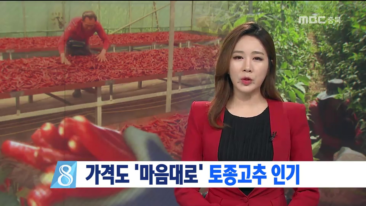 R)유기농 토종고추 가격은 농민 마음대로