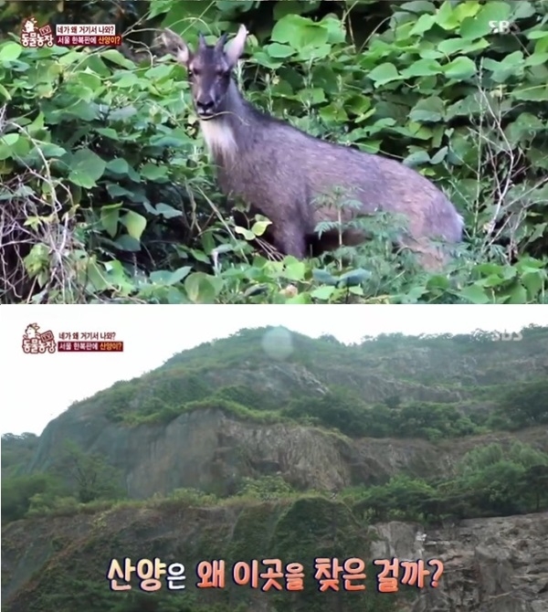 TV 동물농장 서울 한복판 용마산서 천연기념물 산양 발견