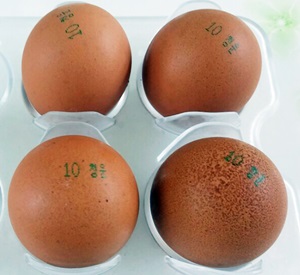 `살충제 계란 일파만파