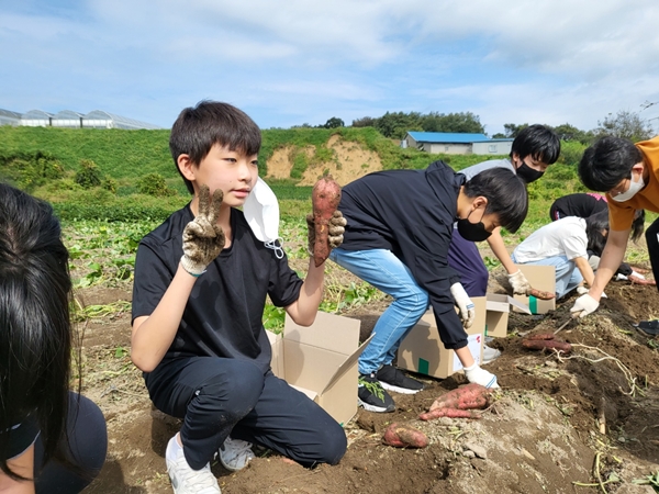 충주 용원초 고구마 캐기 체험활동