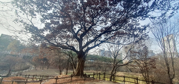 청주 두꺼비생태공원 느티나무 `보호수 지정 시민운동 나선다