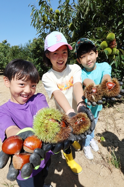 햇밤 수확 한창