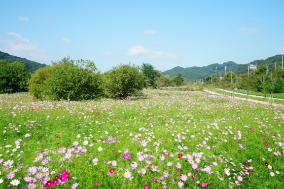 공주시, 계절별 꽃단지로 놀러오세요 코스모스 꽃단지 조성
