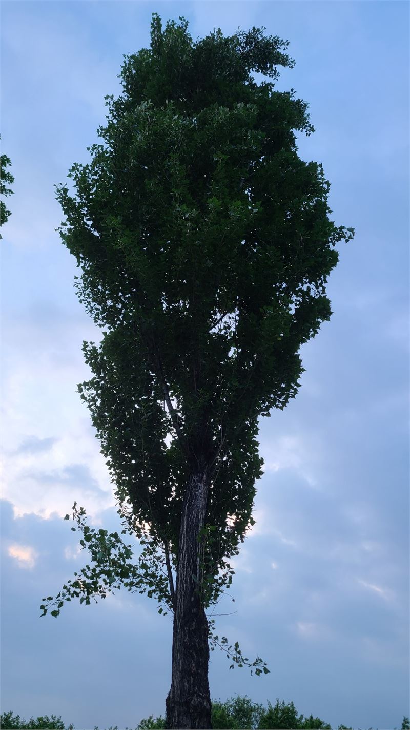 [반병희의 그림이 있는 풍경] 미류나무 애가(哀歌)