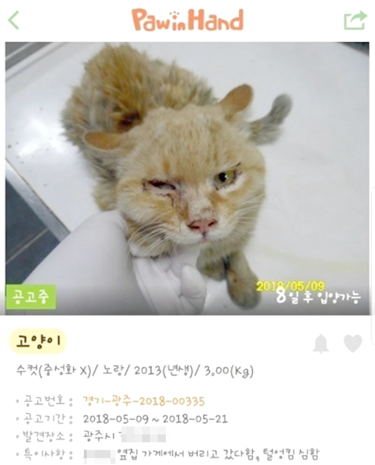심통 난 고양이 얼굴 속에 숨겨진 비밀 (영상)