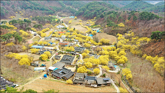 봉화 띠띠미마을, 산수유 꽃물결 맞으러 봄나들이 오세요