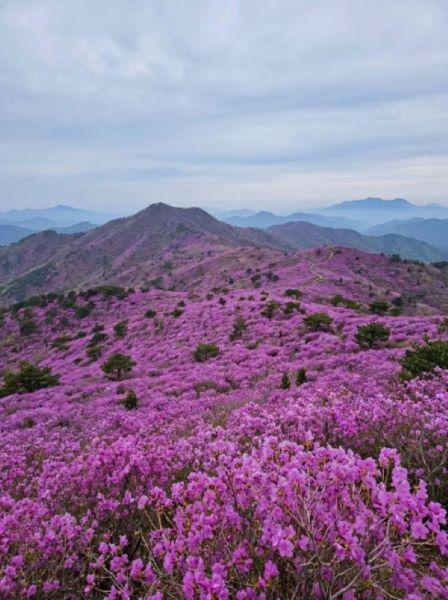 비슬산 참꽃문화제
