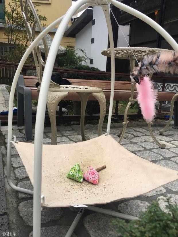 군산 유명 사찰 동국사를 간택한 냥이