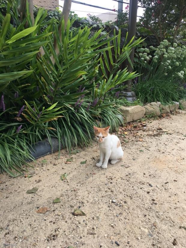 군산 유명 사찰 동국사를 간택한 냥이