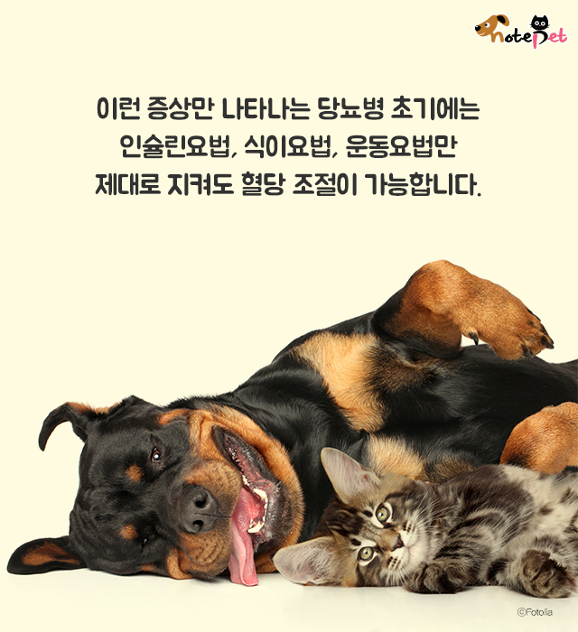 반려동물도 당뇨병에 걸린다구요?
