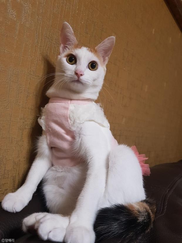 강아지 동생 장난감 꺼내주는 착한 고양이 언니