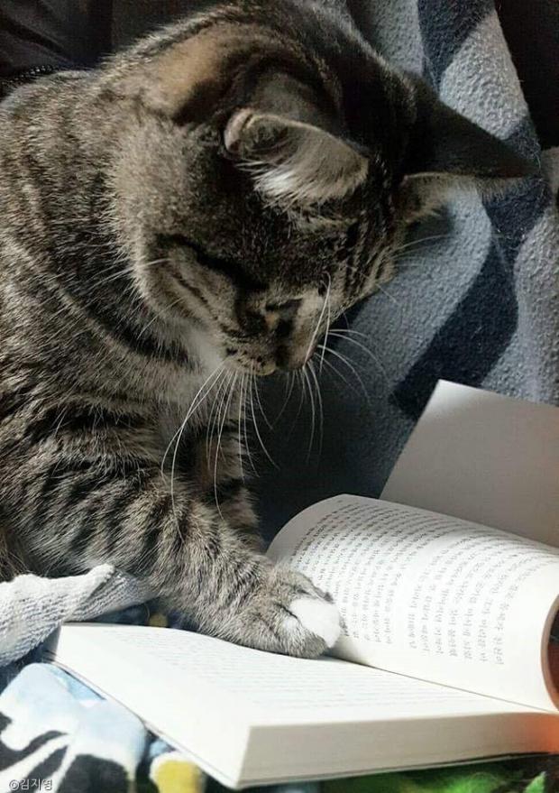 책 읽어주는 남자? 아니, 고양이!
