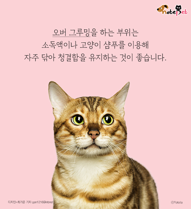 지나치게 몸을 핥는 고양이, 왜 그럴까?