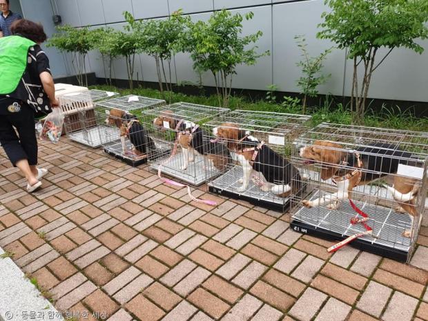 실험견들 실험실 바깥 세상으로 나오던 날