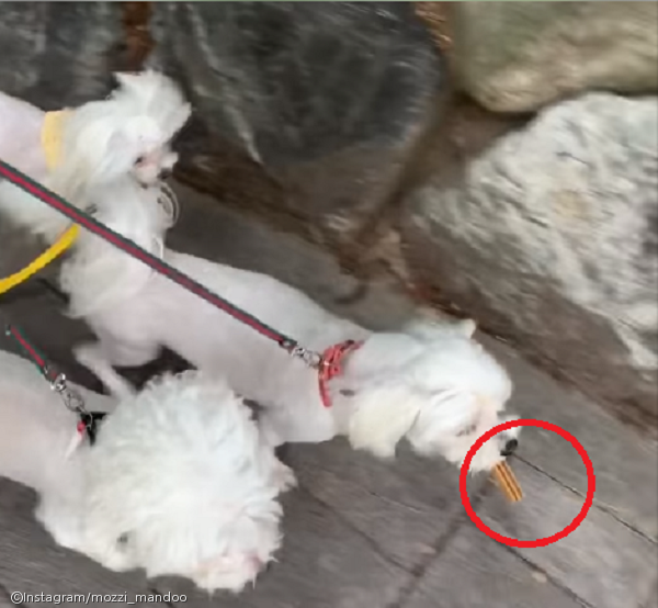 수의사 쌤한테 받은 간식 안 먹고 집까지 물고 온 강아지..소중하개!