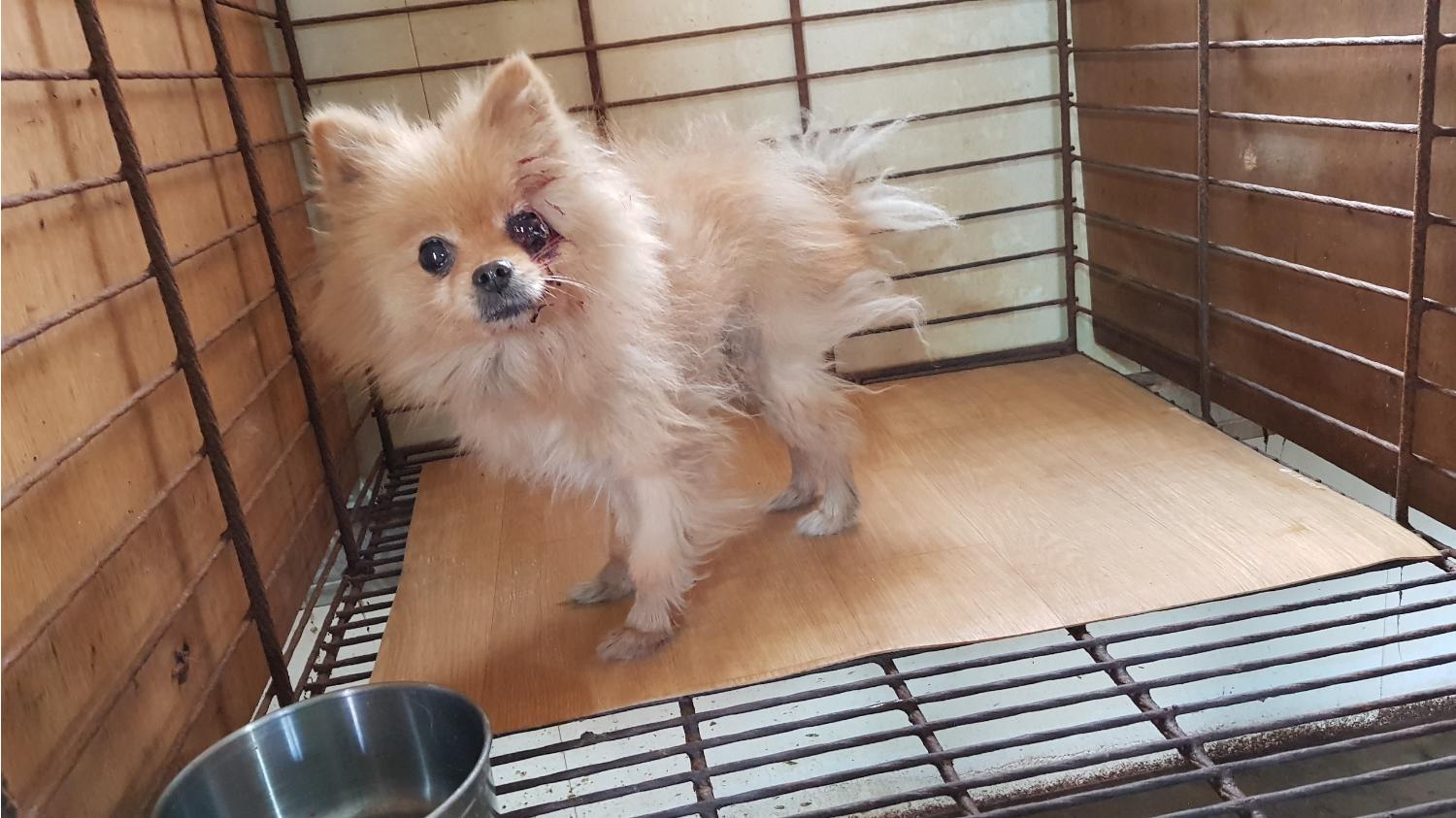 경북 문경 가은 제이마트에서 포메라니안 구조