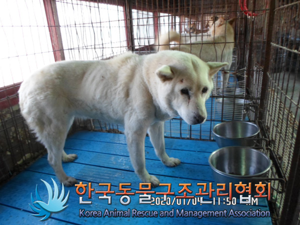 경기 포천 대진대 정문 편의점 인근에서 백구 구조