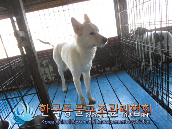 서울 강북구 현대백화점 미아점 인근에서 흰색 강아지 구조