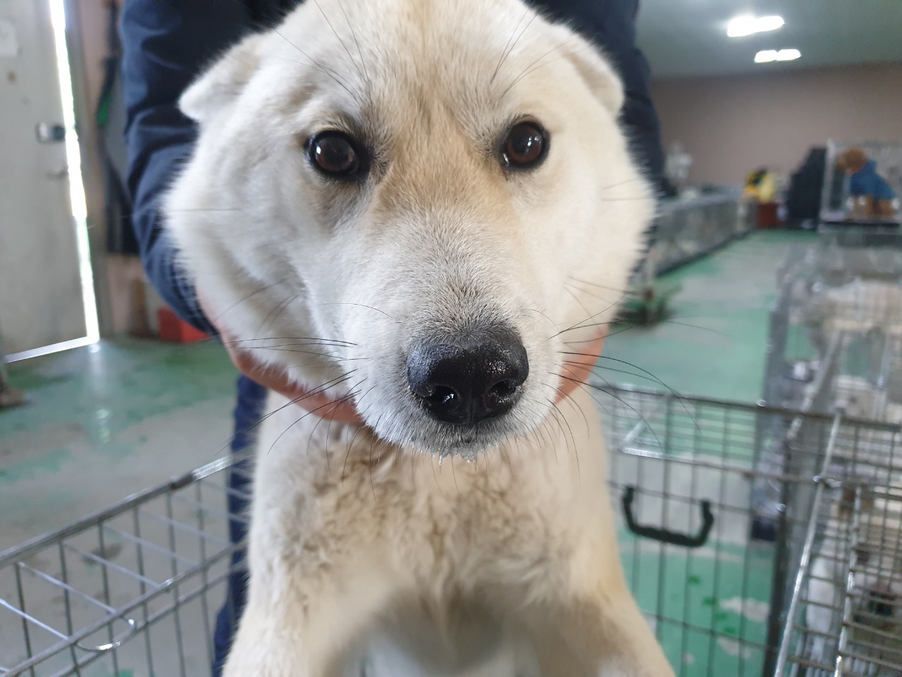 충남 아산 좌부삼거리 GS25 앞에서 흰색 강아지 구조