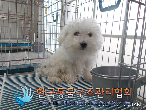 서울 강서구 강서로에서 말티즈 구조