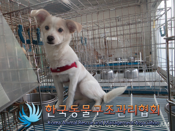 서울 서대문 북가좌동 증가성결교회 인근에서 갈흰색 강아지 구조