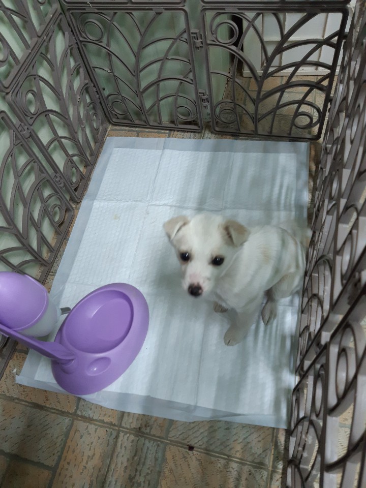 경북 영주 삼법광복당 뒤에서 흰색 강아지 구조
