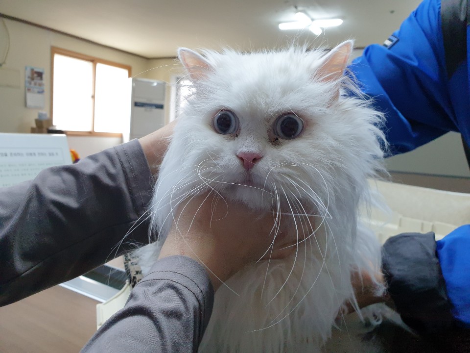 경북 포항 북구 대흥동에서 터키시 앙고라 고양이 구조